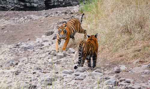 Golden triangle tour with Ranthambore Tiger Safari